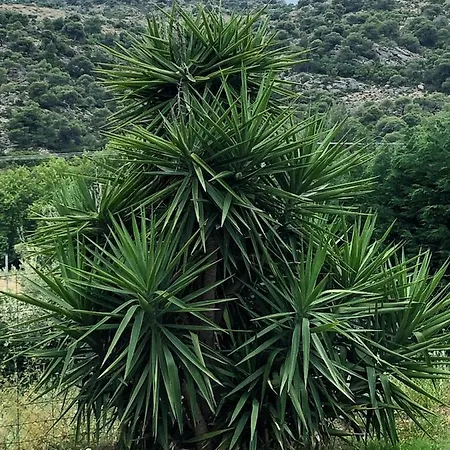 Niki * Nikiti (Sithonia)